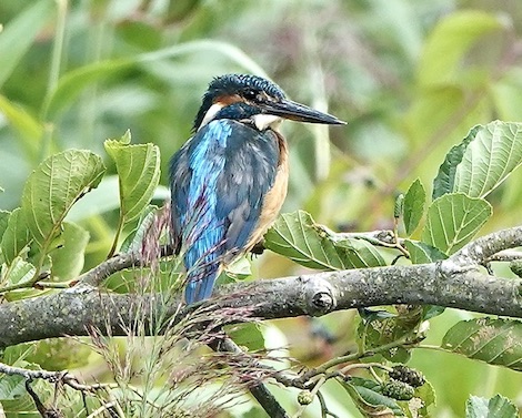 kingfisher